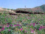 5月の灯台下のお花畑